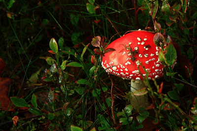 Paddestoel van het geslacht Amanita met scharlakenrode hoed, wit gevlekt. Was aan het genieten van de zonsopkomst in de veluwe bossen. Meer over Nationaal Park De Veluwezoom en foto's te zien op http://www.lutfiuzun.nl/nl/gelderland/veluwezoom/veluwezoom.htm