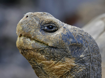 2de uit de serie: Je hoeft je niet meer af te vragen waar ET vandaan komt...de Galapagos Eilanden! Hoe groot zijn ze?, als je op je hurken zit, kun je net over zijn schild heen kijken.
Waarschijnlijk over de honderd jaar oud, en dan nog zo'n smile...geweldig!