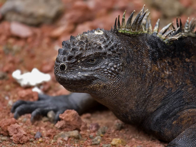 De Galapagos Eilanden staan ook bekend om zijn zee leguanen, de enigste leguanen soort die in zee foerangeert. Hij leeft van algen, en kan 1.3 mtr lang worden. Er zijn in totaal 7 ondersoorten te vinden op de eilanden.