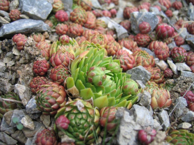 Ik ga zelf voor saxifraga, sedum