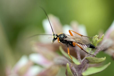 Deze foto van een Denneboorder (?) maakte ik op het Parnassiavlak in de duinen van Voorne.