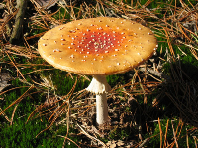 Een van de weinige ongeschonden paddestoelen die ik kon vinden.