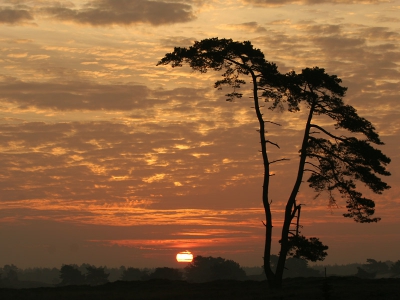 Weer eens aan het dwalen gegaan in mijn 'digitale' oude doos, op zoek naar een zonnige foto.

Deze markante vliegden (Pinus sylvestris) is een favoriet 'model'. Kan het niet laten haar te bezoeken als ik in de buurt ben. Keer op keer wordt ik verrast door haar schoonheid. Heb dan ook een aardig portfolio van haar. Zal eens wat andere uploaden naar mijn prive album.