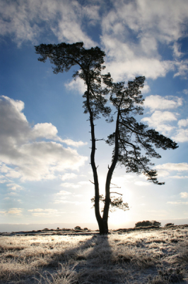 Winters plaatje van mijn favoriete boom op de Kale Duinen (Zandverstuivings gebied) ook bekend als het Aekingerzand