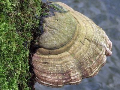 Wetenschappelijke naam: Fomes Fomentarius
Nederlandse naam: Echte Tonderzwam
Engelse naam: