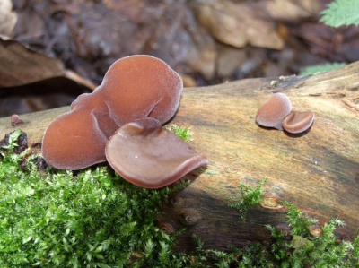 na verkleinen 1x verscherpt.
het weer was koud vandaag maar rederlijk helder