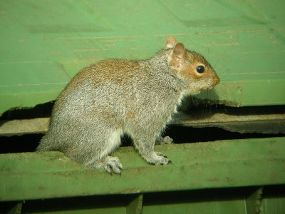 Zonder pluimstaart n in een vuilnisbak is het toch net een rat... In het kader van hoe beeld ik een gentroduceerde diersoort zo onvoordelig mogelijk af.
Gedigiscoopt (F 3.5, 1/257 s, ISO-100, belichtingscompensatie -0,3, openingsprioriteit) en gecropt om de vignettering weg te werken (ik zat te dichtbij...).