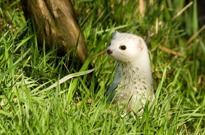 Deze hermelijn heeft mij enkele minuten laten genieten, van zijn werk op het jachtveld. Prachtige wintervacht.
De bruine spikkels is van de modder uit de sloot waar hij vandaan kwam.