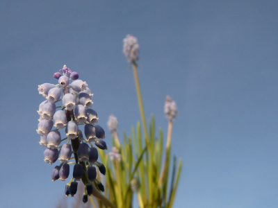 Hier nog een foto van de lente.