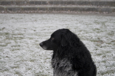 mijn lieve hondje :)