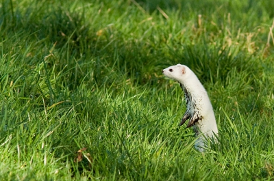 Dit is de tweede inzending van de Hermelijn in de witte wintervacht. Totaal heb ik dit beestje 8 minuten, met korte tussen posen, in beeld gehad. Zelfs met een muis in de bek. Echter deze is niet in de goede kwaliteit.

Caspar