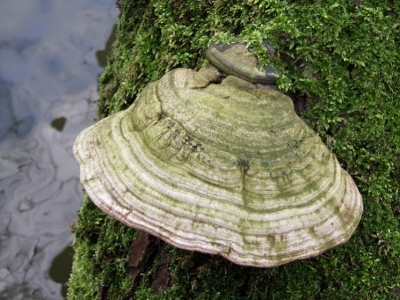 Dit is een andere die op dezelfde stam zat het is een stam vol mos boven het water.
