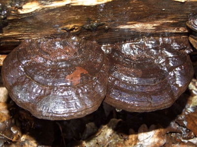 Een platte tonderzwam met smeltend ijs ook aan de druppel te zien.
Het was die ochtend lekker koud.
1x verscherpt.
