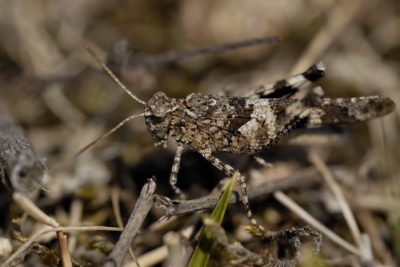 Deze sprinkhaan viel op door z'n schutkleur. Op de foto komt het minder goed uit, maar hij viel nauwelijks op in z'n omgeving. Gefotografeerd tijdens een wandeling door de duinen van Meyendel.