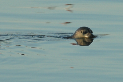 <i class='fa fa-user'></i> henkdikkers | Gewone Zeehond  <i class='fa fa-eye'> 195</i>   <i class='fa fa-comment-o'> 1</i>