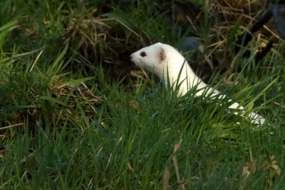 Dit is mijn derde bijdragen met deze hermelijn.
Dit is net een moment voordat hij/zij een muis zal vangen.
Helaas zijn de volgende foto's net iets minder...

Caspar