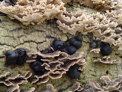 Mijn tweede foto op NP