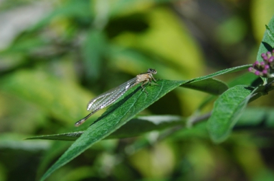 <i class='fa fa-user'></i>&nbsp;ivro&nbsp;| Lantaarntje&nbsp; <i class='fa fa-eye'>&nbsp;86</i> &nbsp; <i class='fa fa-comment-o'>&nbsp;2</i>