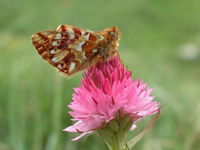 <i class='fa fa-user'></i>&nbsp;Edwin van Spronsen&nbsp;| Bergparelmoervlinder&nbsp; <i class='fa fa-eye'>&nbsp;390</i> &nbsp;<i class='fa fa-thumbs-up'>&nbsp;1</i> &nbsp; <i class='fa fa-comment-o'>&nbsp;5</i>