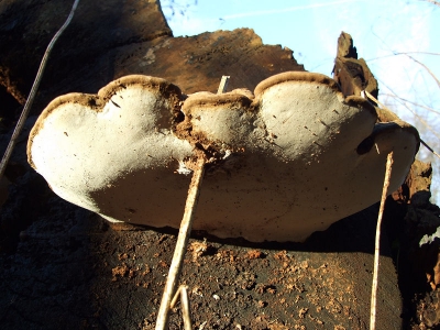 Een onderkant van een tonderzwam waar stukjes riet doorheen groeide.