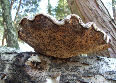 Onderkant van een Berkenzwam 1x verscherpt