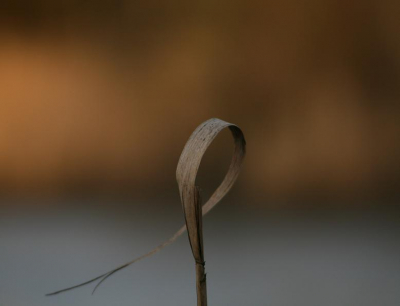 Bij zonsondergang viel mij de rode gloed op aan de overkant en die wou ik vastleggen, maar in mijn oculair kreeg ik dit rietblad in het zicht. Heb mij hierop gericht en de beweging vastgelegd toen het blad min of meer stilstond.