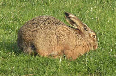 Arkemheensepolder, tussen Putten en Nijkerk