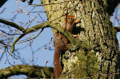 Deze eekhoorn zat hoog in een Zomereik en liet zich even in het zonnetje zien.