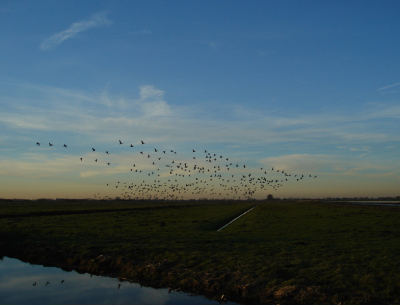 In de donkse laagten was er een heel weiland vol met koolganzen. Ernaast lag een rustige weg. Ik zat al een beetje foto's te maken van het weiland. Toen er een auto voorbij kwam vlogen alle ganzen de lucht in. Toen ze opvlogen maakte ik deze foto en dit is het resultaat geworden.