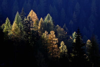 EOS 5D, Stativ, 100-200mm