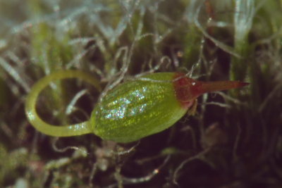 Dit is de extreme macro van het sporenkapsel. Balguittrek 28 cm, 50 mm lens. Statief, spiegel opgeklapt 2 sec vr de opname. Misschien toch nog bewegingsonscherpte door de hele toestand op het statief? De rare kleurverschuiving kan ik niet verklaren.