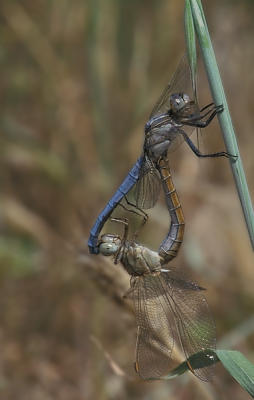 Deze parende libellen beschouwen de fotograaf duidelijk als indringer.
