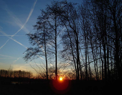 Zonsopgang tussen de bomen door.