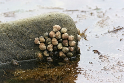 <i class='fa fa-user'></i>&nbsp;Jaap Schelvis&nbsp;| Gewone Alikruik&nbsp; <i class='fa fa-eye'>&nbsp;119</i> &nbsp; <i class='fa fa-comment-o'>&nbsp;0</i>