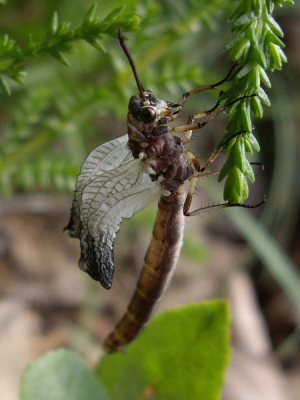 een tweede foto van de mierenleeuw die zich opmaakt voor een vliegend verder bestaan.