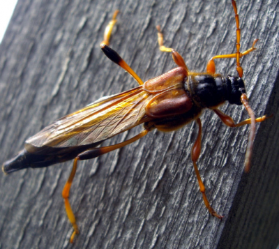 Mogelijk een houtwesp soort. Deze vloog voor me langs en viel me vooral op door zijn grootte, 3-4 cm. Ik heb zowel in insecten boekjes als op internet nog niet de soort op naam kunnen brengen.