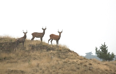 <i class='fa fa-user'></i>&nbsp;Rob&nbsp;| Edelhert&nbsp; <i class='fa fa-eye'>&nbsp;470</i> &nbsp; <i class='fa fa-comment-o'>&nbsp;10</i>