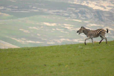Heerlijk! 's Ochtends bij het verlaten van ons hutje, een kudde balkende Zebra's die de berg af denderen...