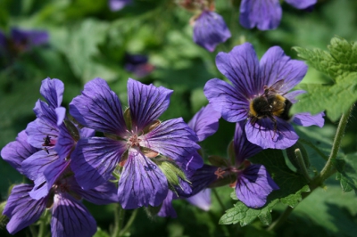 Langs een beekje stonden deze mooie paarse bloemen. Ik trof er eentje met een hommel erop. Ik plaats m voor de bloemen, want de hommel vind ik er zelf niet heel duidelijk opstaan, maar voor het totaalplaatje zit ie er gezellig bij. Geen idee wat voor bloemen het zijn. Ik heb een beetje gezocht op internet, maar er is zoveel, dat ik door de blaadjes die bloemen niet meer ziet.. Wie weet het?