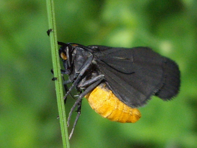 Een klein (beer)vlindertje met mooie contrasterende kleuren zwart en geel. Niet erg scherp, maar toch wel mooi.