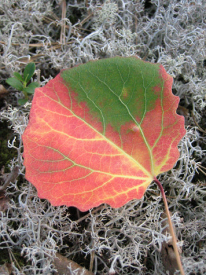 Een mooi verkleurd blad op een stuk uitgedroogd korstmos. Dit was de droogste zomer in vele tientallen jaren in Finland, en mede daardoor verloren vele bomen in Juli al hun bladeren.