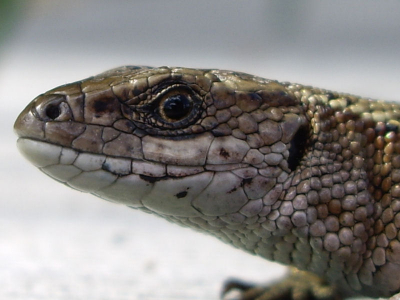 Deze hagedis lag na een regenachtige start van de dag op te warmen aan de oever van een meertje. Als je dan later je foto terug kijkt en eens goed naar het hoofdje kijkt dan kan je je alleen maar verbazen over de structuur...