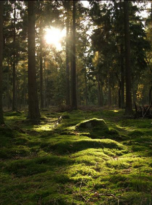 bij deze foto met tegenlicht gewerkt,wat niet gemakkelijk was, maar voor mijn gevoel redelijk is gelukt