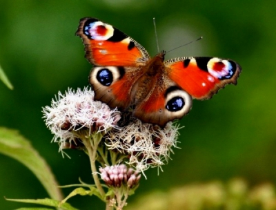 een van de vele vlinders die ieder jaar onze tuin bezoeken