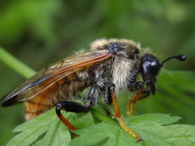 Ik denk dat dit een bijen soort is, maar weet niet welke. Een flink grote, zat mooi rustig op een plant. Wellicht door het koele buiige weer wat inactief.