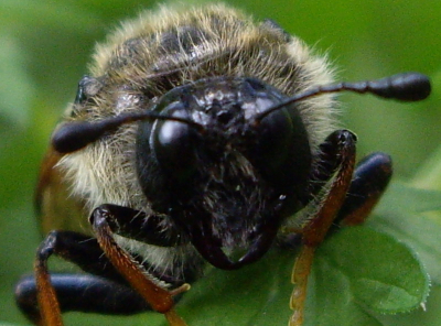 voor aanzicht bij. Helaas niet scherp