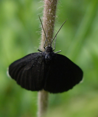 Ik dacht eerst een geheel zwart spannertje te zien, pas later van dicht bij zag ik de witte tips aan de vleugel. Nooit eerder gezien.