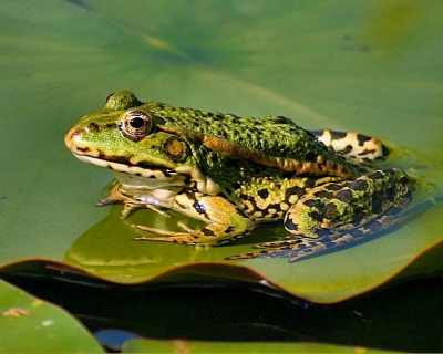 Deze Groene kikker,zat te zonnebaden in een vijver van de heemtuin van Muntendam