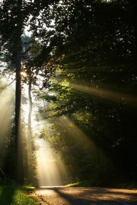 Gemaakt op de Hoge Veluwe. De weinige mist die er nog was, zorgde voor de mooie zonnestralen. De zon was al even op en gaf een goud gele glans. 
Laag standpunt gekozen om de stralen er robuuster op te krijgen.