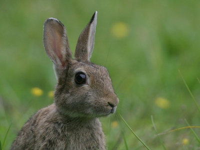 <i class='fa fa-user'></i>&nbsp;Jack90&nbsp;| Konijn&nbsp; <i class='fa fa-eye'>&nbsp;218</i> &nbsp; <i class='fa fa-comment-o'>&nbsp;2</i>